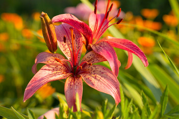 lily in the garden