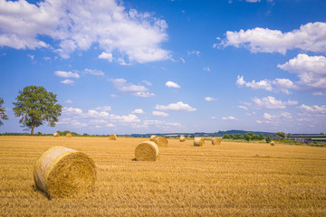 lots of yellow bales of straw lying on a field