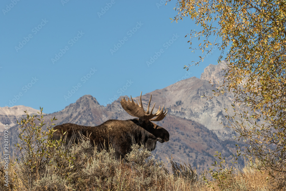 Sticker Bull Shiras Moose in Autumn  in Wyoming