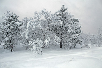winter trees in the snow