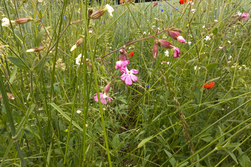 Taubenkropf Leimkrau,t Silene vulgaris blüht auf einer Wiese