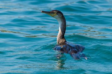  cormorant swimming on calm water
