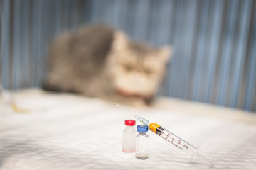 Veterinary medicine, pet, animals, health care and people concept - close up of syringe and vials with Scottish fold cat sitting in the cage at the small animal hospital ,drug injection or vaccination