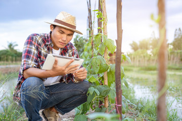 Young Asian farmer using tablet and checking his plant or vegetable (Asparagus bean or Cowpea)