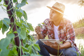 Young Asian farmer using tablet and checking his plant or vegetable (Asparagus bean or Cowpea)