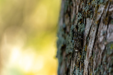 A bug at St. Marija monastery in mljet