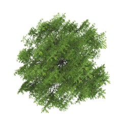 Tree top view on white background layout plan - 282108687