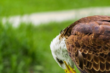 an american bald eagle resting in his innkeeper