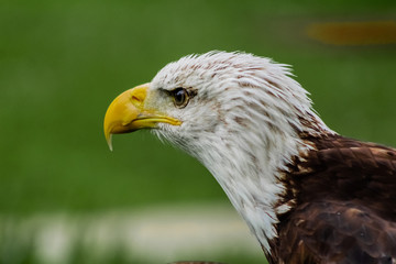 an american bald eagle resting in his innkeeper