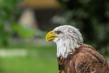 an american bald eagle resting in his innkeeper