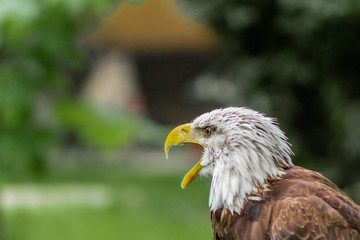 an american bald eagle resting in his innkeeper