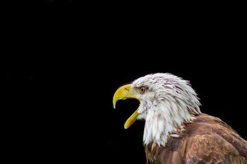 an american bald eagle resting in his innkeeper