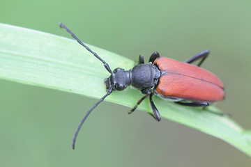 Anastrangalia sanguinolenta, a species of flower longhorn beetles belonging to the family...