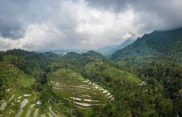 Fototapeta na wymiar Rice fields in Bali 