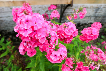 Beautiful red phlox flowers in the garden close up