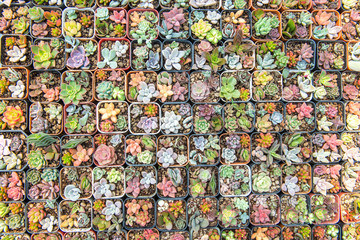 Various coloful succulent plants in the plots orderly line in the top view