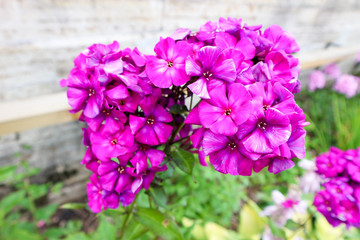 beautiful bright pink phlox flowers in the garden close up