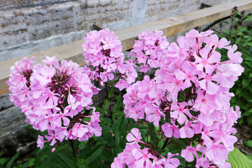 Beautiful bright blooming phlox flowers in the summer garden close up