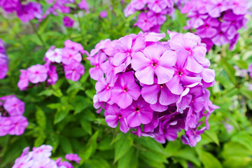 Beautiful bright blooming phlox flowers in the summer garden close up