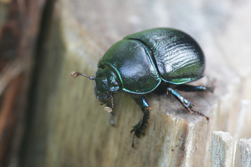 Anoplotrupes stercorosus, known as dor beetle, a species of earth-boring dung beetles