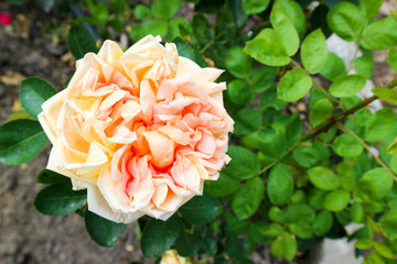 Beautiful orange rose in the garden close up with green leaves on the background