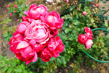 Bunch of beautiful colorful red roses in the garden