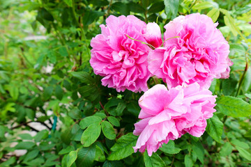 Bunch of beautiful pink roses in the garden close up