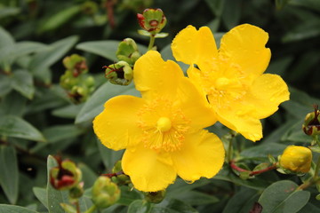 Jolies p&eacute;tales jaune fleurit