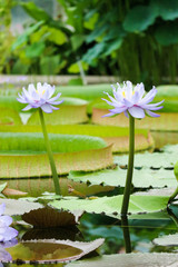 Beautiful blue water lilies in a pond closeup
