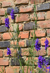 Purple flowers on the background of old bricks