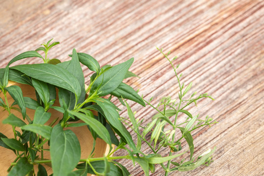Green Andrographis paniculata or green chireta on wooden table. Herb concept