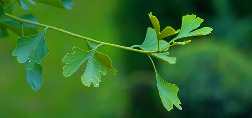 Raindrops close-up on young leaves of Ginkgo Biloba. Abstract nature background, Soft focus