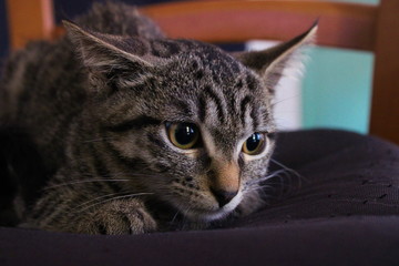 beau chaton domestique au repos 