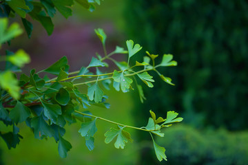 Raindrops close-up on young leaves of Ginkgo Biloba. Abstract nature background, Soft focus
