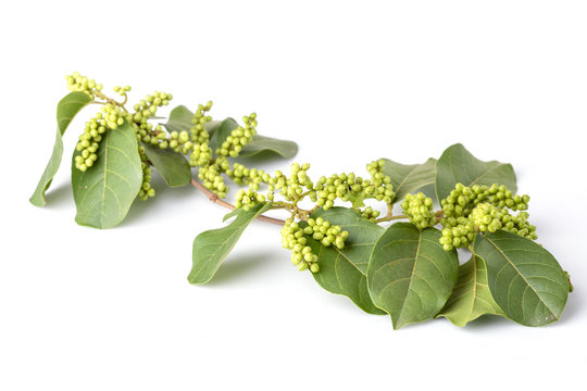 Young green of Thai Blueberry (Thai local fruit), Maoberry or Antidesma thwaitesianum isolated on white