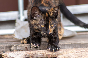 Getigerte Katze schärft ihre spitzen gefährlichen Krallen vor der Jagd auf Mäuse und Ratten auf einem Bauernhof