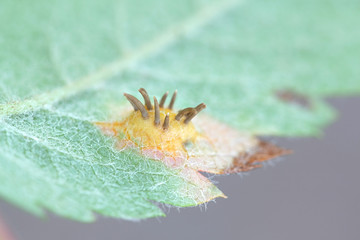 Gymnosporangium cornutum, a rust fungus called the Juniper rust, growing on a leaf of Rowan, Sorbus...