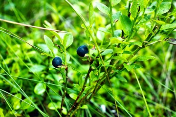green leaves and forest berries