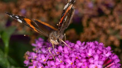 Schmetterling beim Nektar sammeln © jsr548