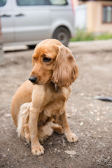 Man’s best friend is the dog spaniel. We are responsible for those whom we tamed. Do not dream about a dog, take it from the shelter.