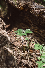 New Plant Growth Inside Dead Tree Trunk