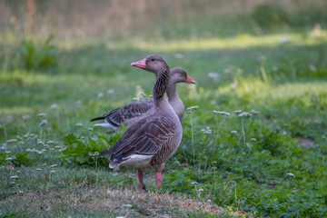 Greylag goose family at a pond at the Drottningholm island in Stockholm