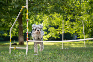 Cute small dog running on agility competition. Dog in an agility competition set up in a green grassy park