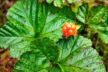 cloudberry berry on a background of green leaves