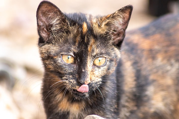 Portrait einer getigerten Katze zeigt die aufmerksame Wildkatze vor der Jagd mit herausgestreckter Zunge und aufmerksamem Blick und offenen Katzenaugen