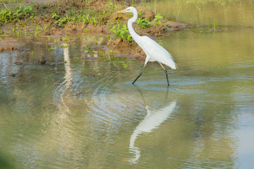 safari at yala national park, sri lanka