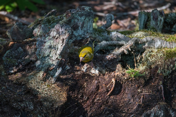 Greenfinch at a pond in the Drottningholm island in Stockholm