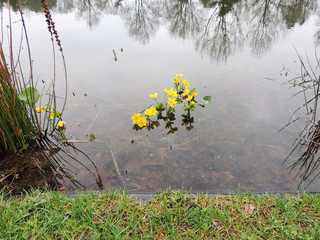 Cowslip marsh , marsh-marigold or kingcup,.Caltha palustris, blooming in shallow water.