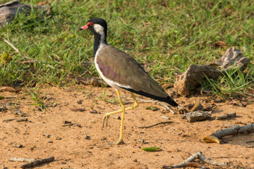 Naklejka premium safari at yala national park, sri lanka