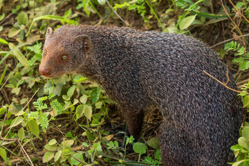 safari at yala national park, sri lanka